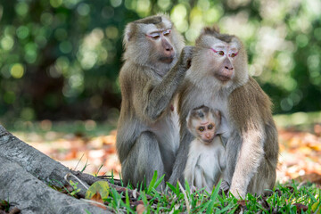 A little family of Northern Pig-tailed Macaques is grooming and feeding on the ground in Thailand, Asia. © Rob