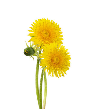 Yellow dandelion flowers and bud in a floral arrangement isolated on white or transparent background