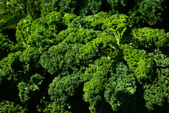 kale
