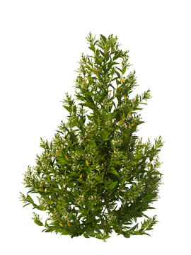 Flowering bush isolated on transparent background. Flowering shrub isolated on transparent background. Side view flower bush shrub isolated on white background. Flowering bush PNG. Flowering shrub PNG