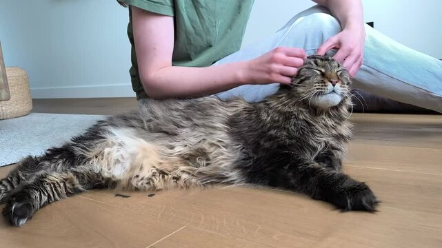 Owner strokes maine coon cat lying on floor at home. Domestic animal enjoys gentle touch and shows relaxed behavior. Pet care routine highlights comfort and bonding with companion..
