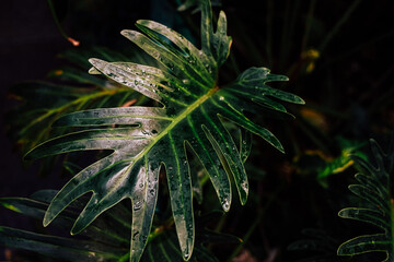 Green leaves Philodendron Xanadu with water droplets under sunlight in a garden during morning hours © ir1ska