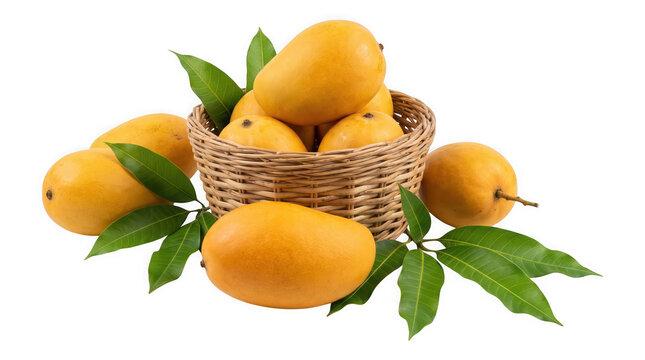 Fresh ripe mangoes in a woven basket with green leaves isolated on transparent background
