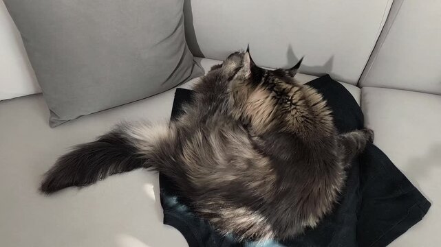 Top view shows maine coon cat licking paw while lying on sofa. Domestic animal performs grooming routine cleaning itself calmly. Pet lifestyle concept reflects comfort and natural behavior