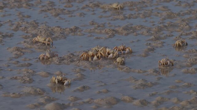 Colony of ghost crabs scuttling on a muddy wetland beach, socotra island