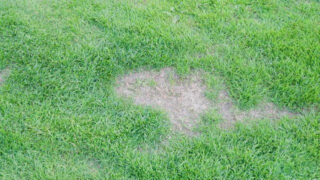 Lawn grass with irregular dry area surrounded by green turf. Garden maintenance concept showing damaged vegetation patch.