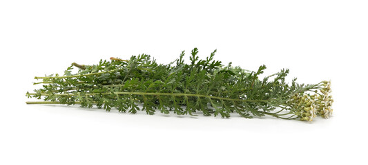 Fresh yarrow leaves and flowers isolated on a white background. © voren1
