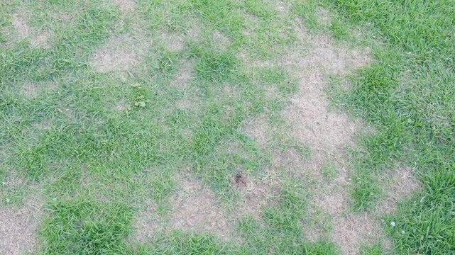 Lawn with multiple dry spots scattered across green grass. Overhead view showing damaged turf and garden care concept.