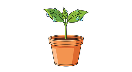 Obraz premium A healthy green plant with glistening water droplets on its leaves grows in a traditional terracotta pot against a clean white background under bright studio light.