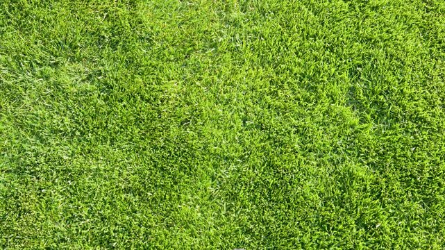 Dense fresh green lawn texture seen from above. Natural grass background with vibrant healthy vegetation.