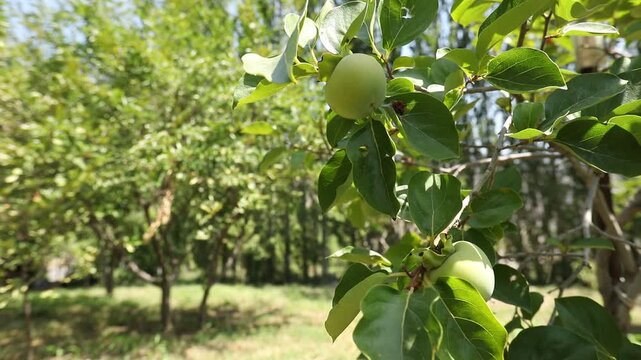 A close-up view of an unripe green persimmon fruit hanging on a tree branch with green leaves. The background reveals a blurred, sunlit orchard with many trees.