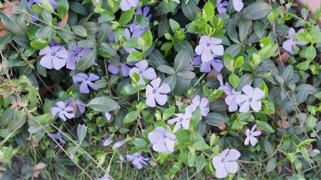 Top view of blooming Vinca minor groundcover with purple flowers and green leaves. Dense spring garden vegetation texture.