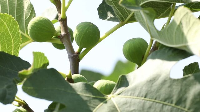 A panning shot reveals a lush green fig tree with unripe fruits growing in a sunny orchard, set against a backdrop of arid mountains under a blue sky.

