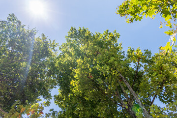 Fototapeta premium Green Leaves and young futis of Pltatanus oreintalis tree in sunset light.