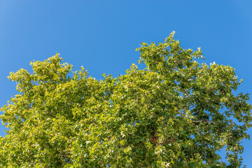 Fototapeta premium Green Leaves and young futis of Pltatanus oreintalis tree in sunset light.
