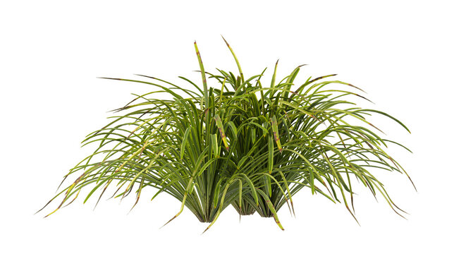 Green grass isolated on transparent background. monkey Grass PNG. Clump of grass isolated on white backgrounds with copy space. Meadow PNG. Lawn PNG. Side view of cutout border grass clump transparent