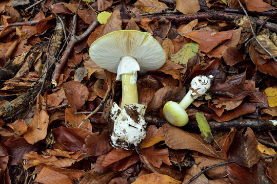 Detailed identification of Amanita phalloides death cap. Highly toxic mushroom with lethal amatoxins on fallen leaves.