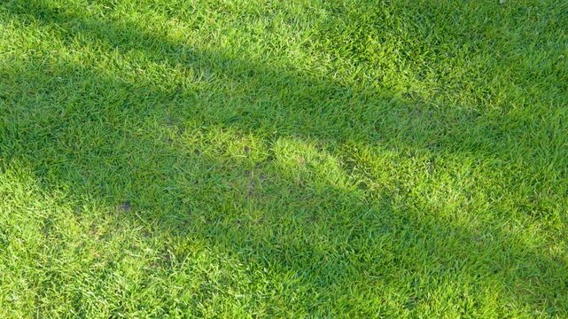 Fresh green grass lawn with long shadows in warm sunlight. Natural outdoor texture background with healthy turf.
