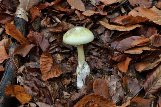 Death cap mushroom in autumn forest floor. Amanita phalloides is the most poisonous and deadly fungus worldwide.