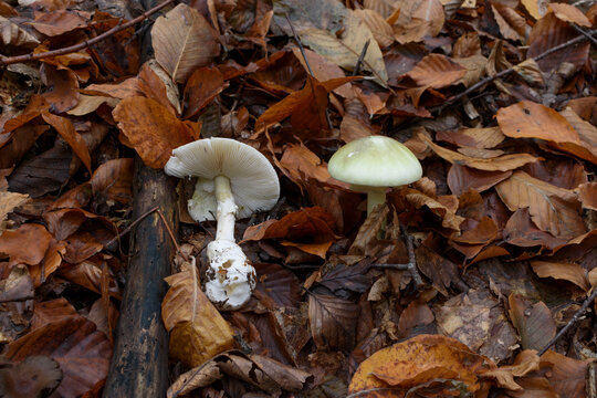 Detailed identification of Amanita phalloides death cap. Highly toxic mushroom with lethal amatoxins on fallen leaves.
