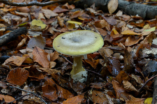 Amanita phalloides death cap mushroom from above. Poisonous wild fungus with no known antidote.