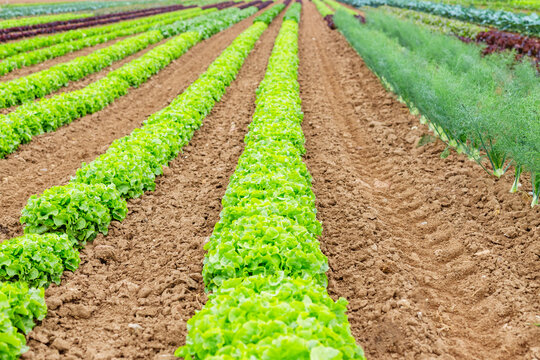 Lettuce grows in neat rows on a farm during the day in a large open field with rich brown soil
