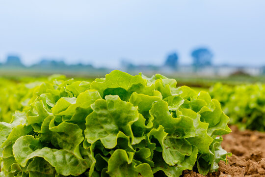 Fresh lettuce growing in the field under a cloudy sky during the day
