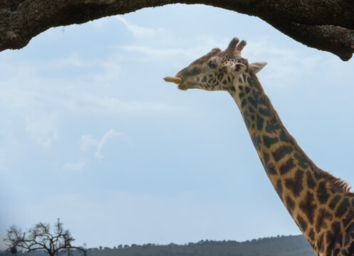 giraffe's head and long neck,  dark, curved silhouette that focuses the viewer&rsquo;s eye on its unique facial features. The giraffe's characteristic dark spots are set