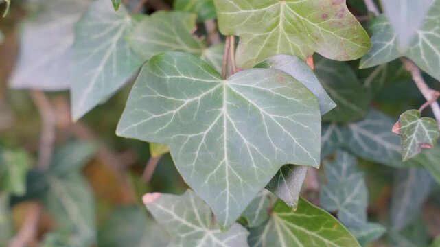 Close-up of fresh ivy leaves with natural green texture. Decorative climbing plant foliage in soft outdoor light.