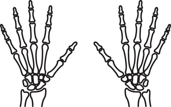 Two black outline human skeleton hands, front view, showing phalanges, metacarpals, and carpals on transparent background, also transparent background