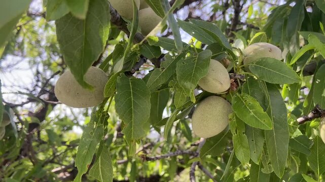 Ripening almond fruits on a branch of almond tree in the orchard close up,4K.