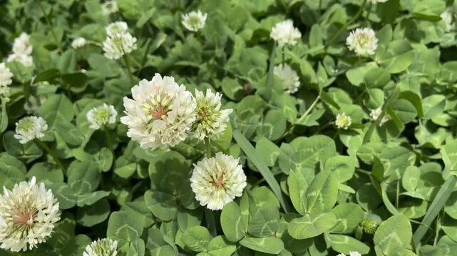 White clover or Trifolium repens flowers close up nature background,4K. 