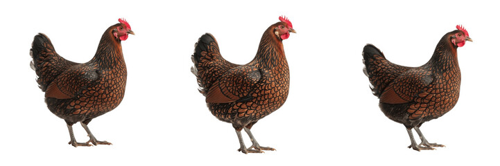 Barnevelder Chicken Standing Double Laced - Gallus gallus domesticus - Dutch Heritage Poultry - Poule Barnevelder - Barnevelder Huhn - Ornamental Livestock Photography SEO for Farming Industry © Homelander