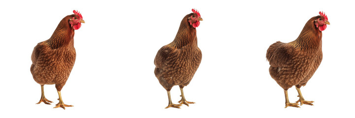 Marans Chicken Standing Dark Brown Plumage - Gallus gallus domesticus - French Heritage Breed - Poule Marans - Marans Huhn - Professional Livestock Photography SEO for Farming and Agriculture © Homelander