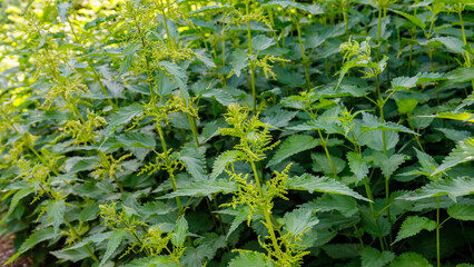 Obraz premium Nettle plants growing in a garden during the spring season in a well-maintained outdoor area