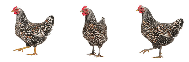Speckled Sussex Chicken Standing Speckled Pattern - Gallus gallus domesticus - Poule Sussex Piquée - Buntes Sussex Huhn - SEO Optimized British Heritage Poultry Farming Livestock Photography Image © Homelander