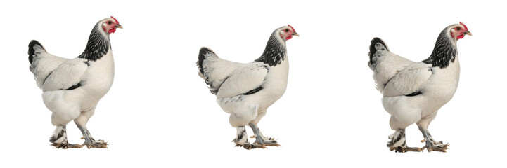 Brahma Light Variety Chicken Standing Feathered Legs - Gallus gallus domesticus - Poule Brahma Claire - Brahma Huhn - SEO Optimized Giant Poultry Heritage Farming Livestock Photography Image © Homelander