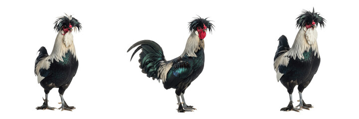 Houdan Rooster Standing Crest and Beard - Gallus gallus domesticus - Coq Houdan - Houdaner Hahn - SEO Optimized French Heritage Poultry Farming Ornamental Livestock Photography Image for Agriculture © Homelander