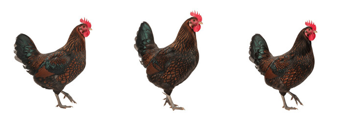 Minorca Hen Standing Large Comb - Gallus gallus domesticus - Poule Minorque - Minorka Huhn - SEO Optimized Spanish Heritage Poultry Farming Mediterranean Livestock Photography Image for Agriculture © Homelander