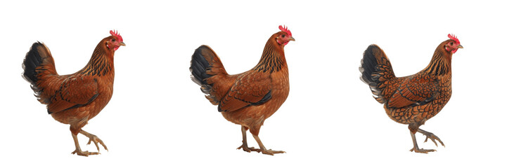Dominique Hen Standing Barred Feathers - Gallus gallus domesticus - Poule Dominique - Dominique Huhn - SEO Optimized American Heritage Poultry Farming Traditional Livestock Photography for Agriculture © Homelander