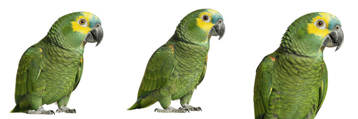 Obraz premium Blue-fronted Amazon Parrot Standing with Subtle Feather Layering - Amazona aestiva - Amazona - Blaustirnamazone - Green Parrot SEO Optimized Photography for Tropical Bird Conservation