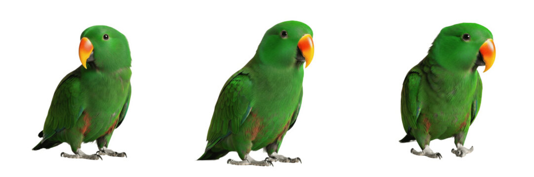 Male Eclectus Parrot Standing with Composed Stance - Eclectus roratus - Grand &Eacute;lectus - Edelpapagei - Green Exotic Bird SEO Optimized Wildlife Photography for Commercial and Educational Use