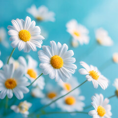Fototapeta premium Chamomile flowers on blue background, minimal floral composition.