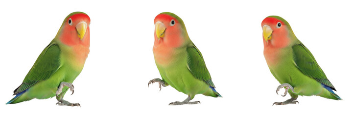 Peach-faced Lovebird Standing with Relaxed Attentive Pose - Agapornis roseicollis - Inséparable rosegorge - Rosenköpfchen - Small African Parrot Photography SEO Optimized for Exotic Pet Portals © KCago