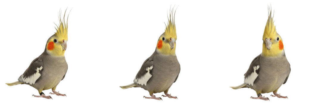 Cockatiel Standing with Expressive Head Crest - Nymphicus hollandicus - Perruche calopsitte - Nymphensittich - Calopsitta - Australian Parrot Portrait SEO Optimized for Commercial Avian Marketing