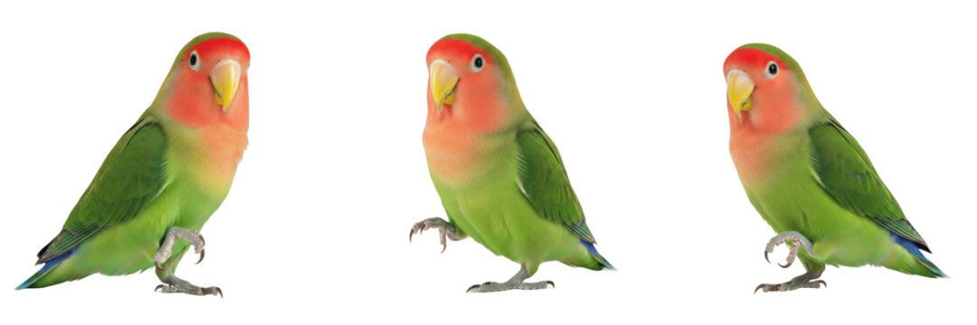 Peach-faced Lovebird Standing with Relaxed Attentive Pose - Agapornis roseicollis - Ins&eacute;parable rosegorge - Rosenk&ouml;pfchen - Small African Parrot Photography SEO Optimized for Exotic Pet Portals