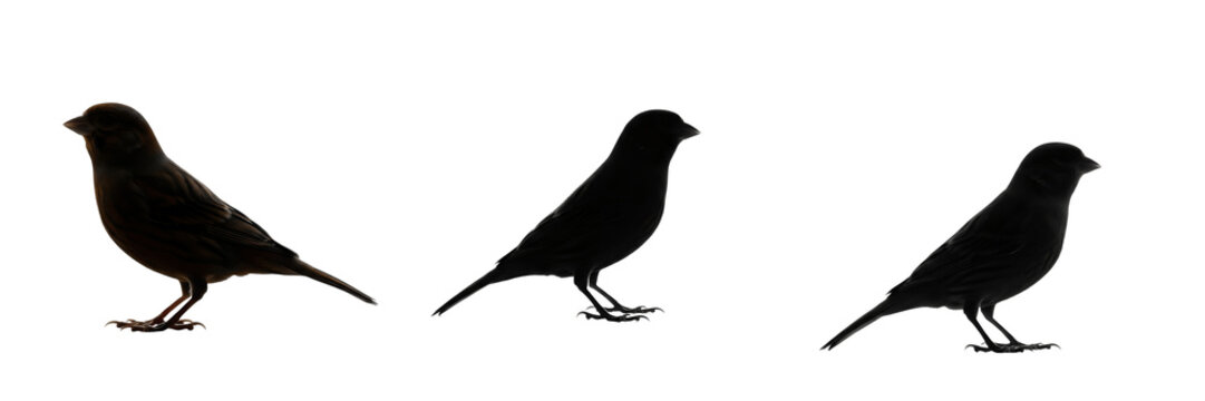 Domestic Canary Standing with Simple Clean Silhouette - Serinus canaria - Canario - Kanarienvogel - Serin - Yellow Songbird Portrait SEO Optimized for Commercial Avian Marketing Media Campaigns