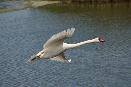 Schwan im Flug
