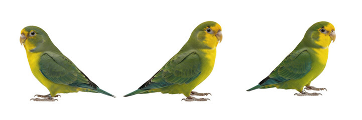Fototapeta premium Pacific Parrotlet Standing with Minimal Movement - Forpus coelestis - Toui céleste - Sperlingspapagei - Catita - Tiny Green Parrot Portrait SEO Optimized for High Quality Exotic Pet Avian Media Assets
