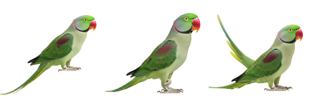 Alexandrine Parrot Standing with Graceful Long-tail Posture - Psittacula eupatria - Perruche alexandre - Alexanderparakit - Large Parakeet SEO Optimized Photography for Professional Avian Media